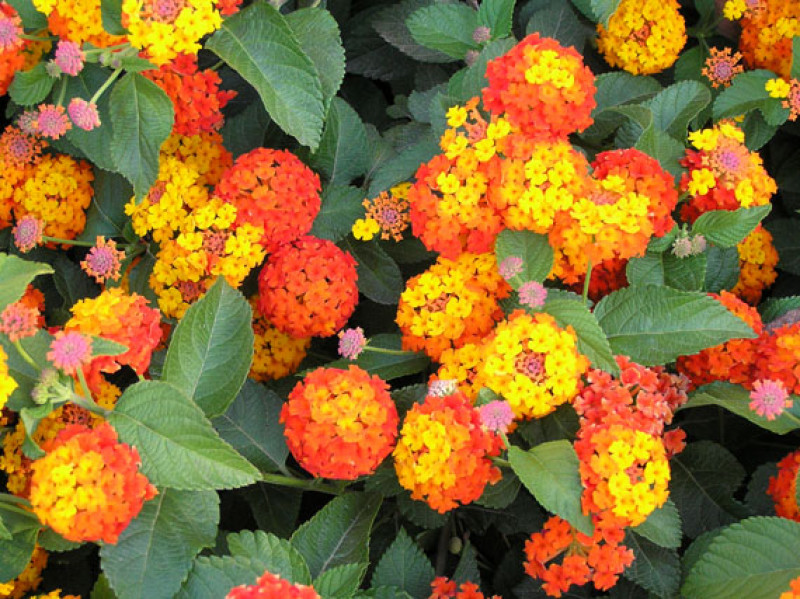 11062011144153_Lantana%20camara.jpg