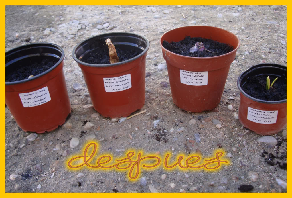 11102009despues.jpg
