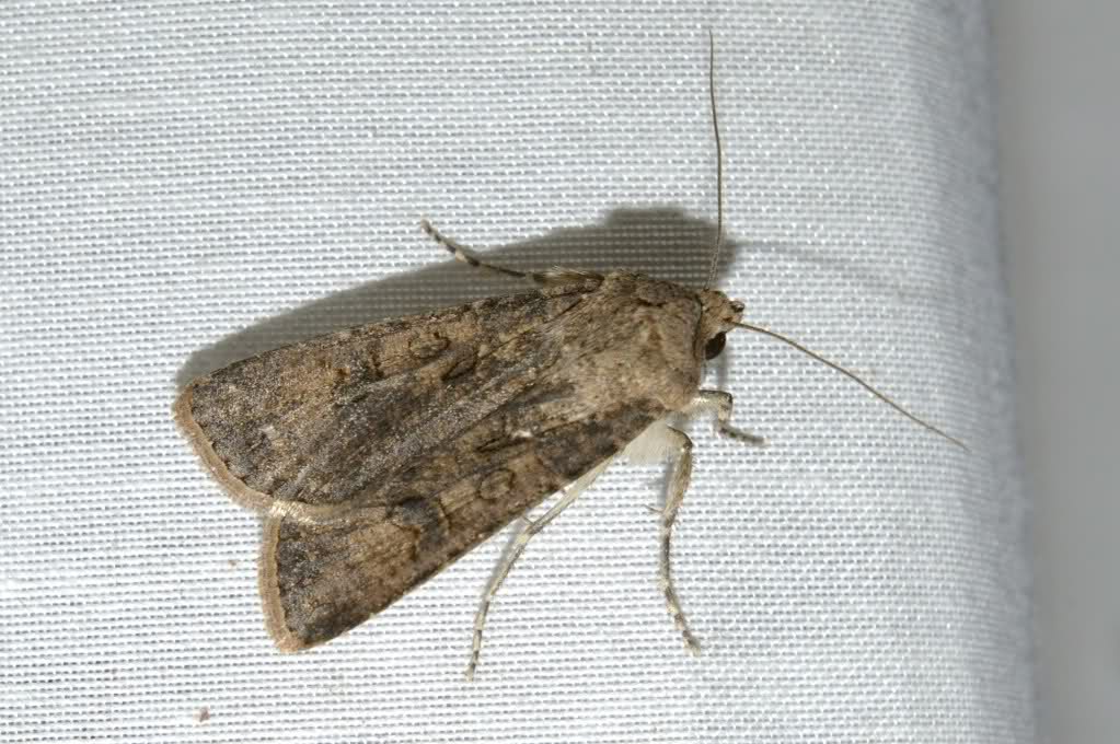 111036t.jpg