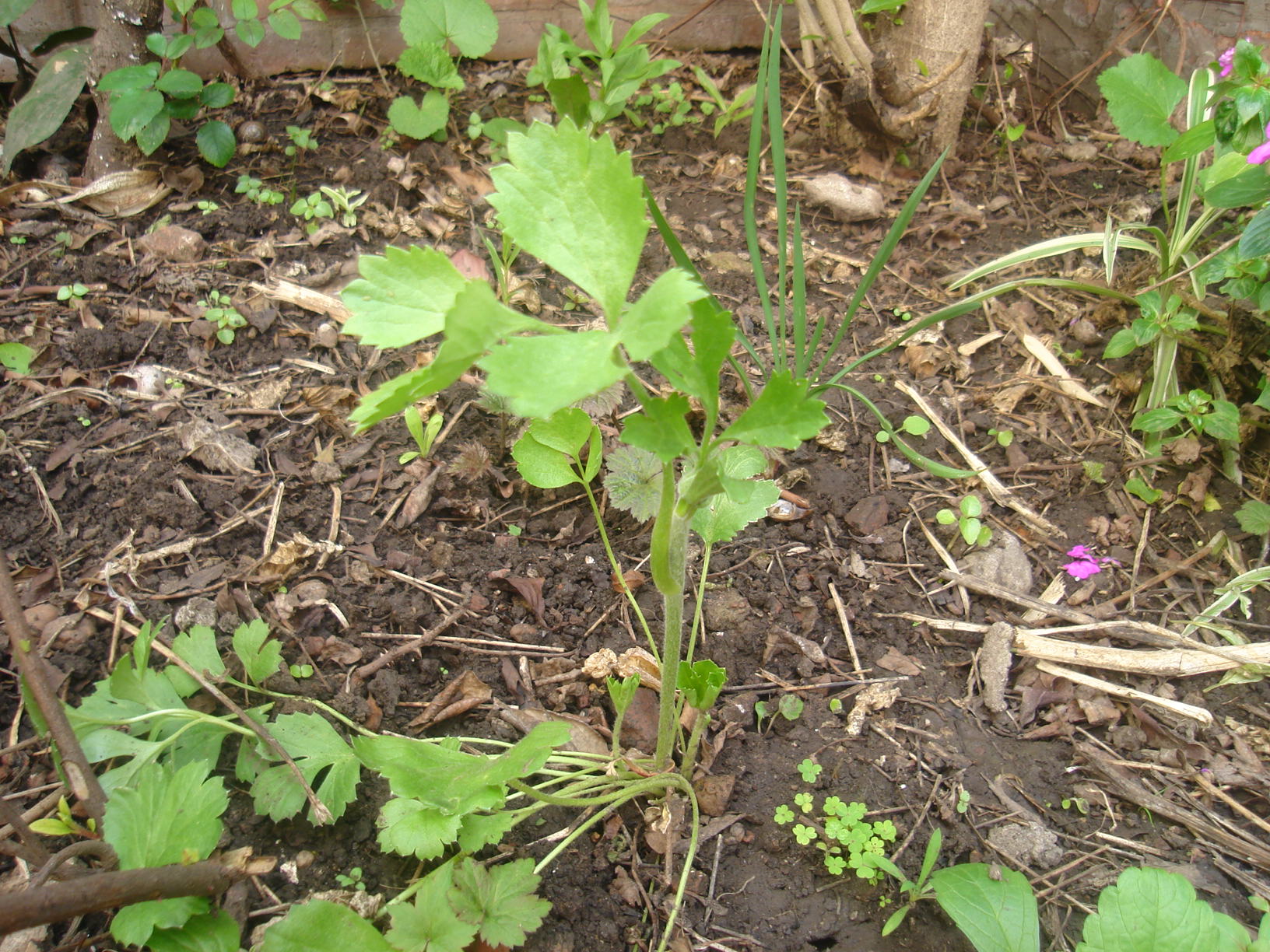 1111540dsc00749.jpg