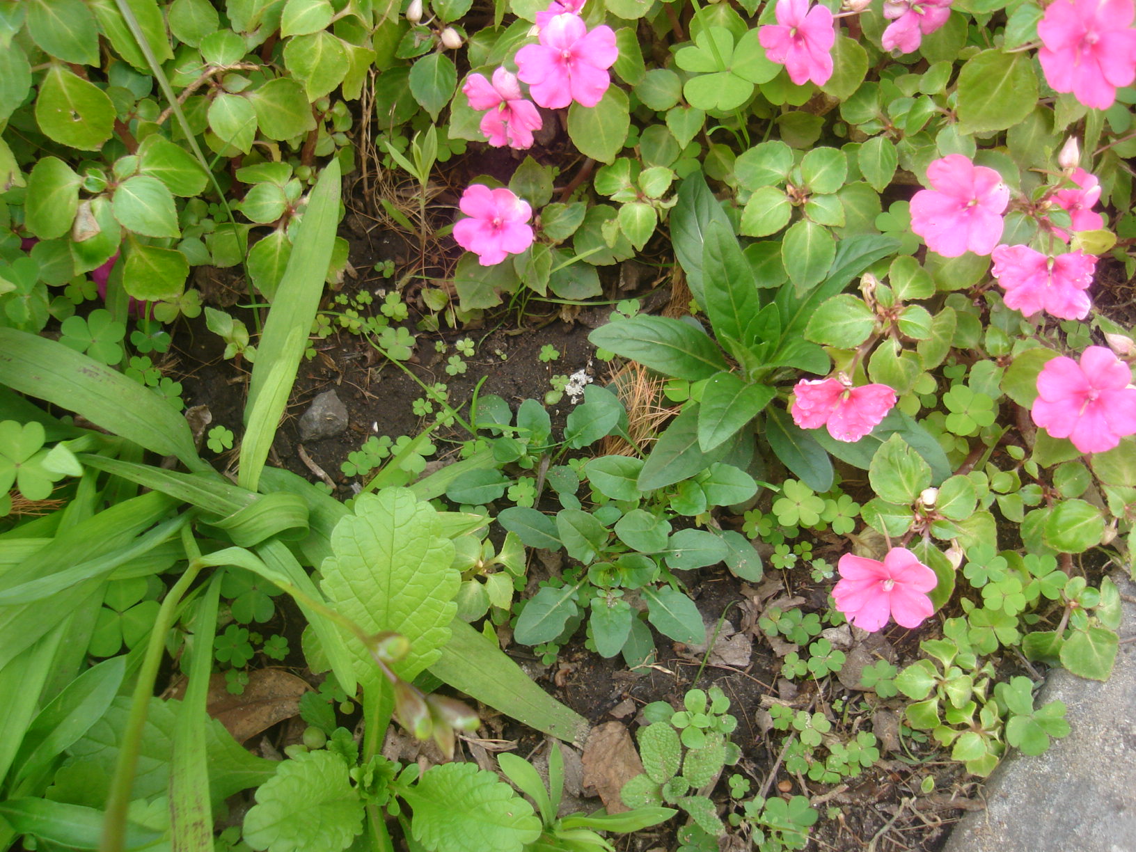 1111555dsc00750.jpg