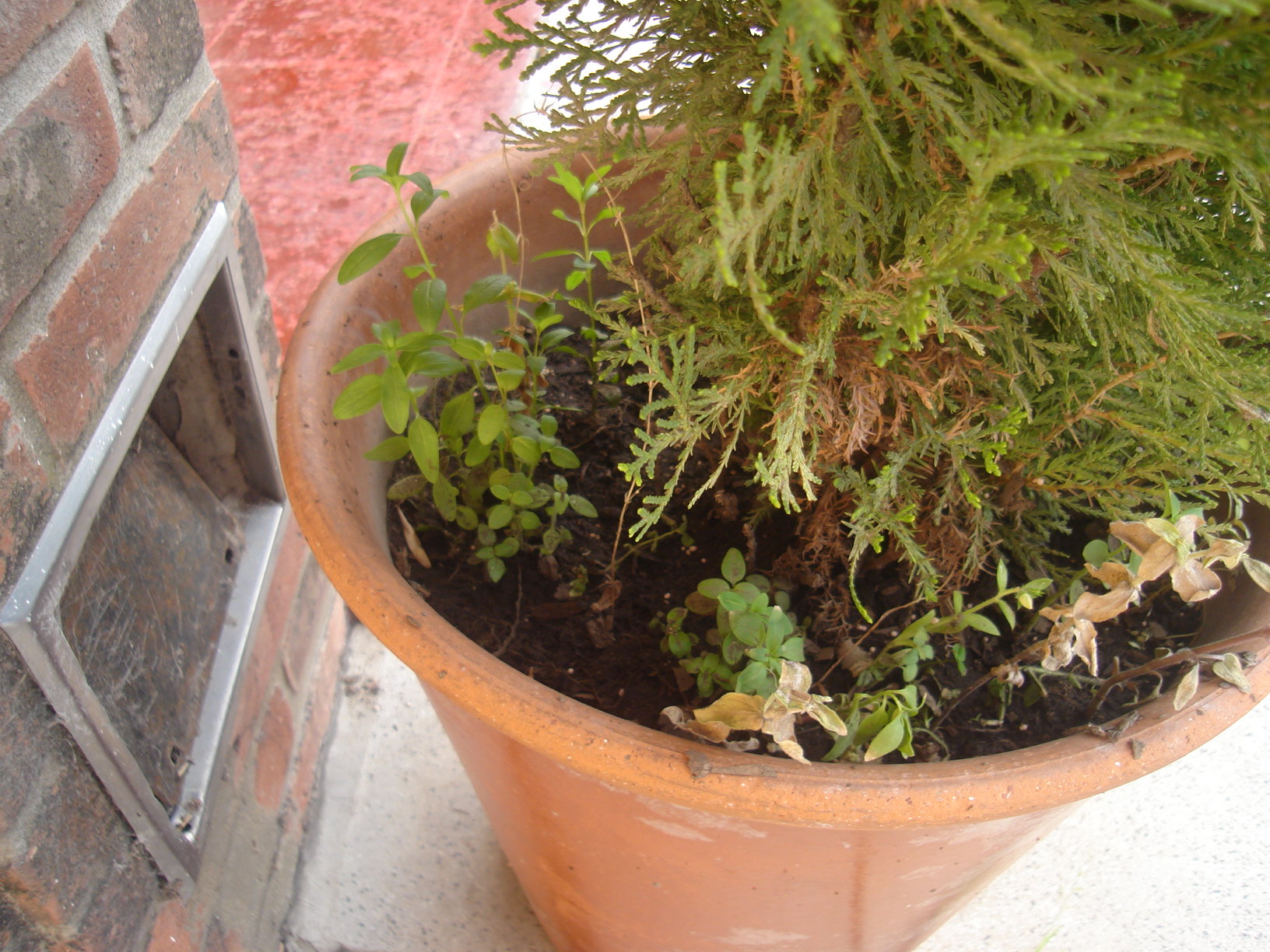 1111590dsc00754.jpg