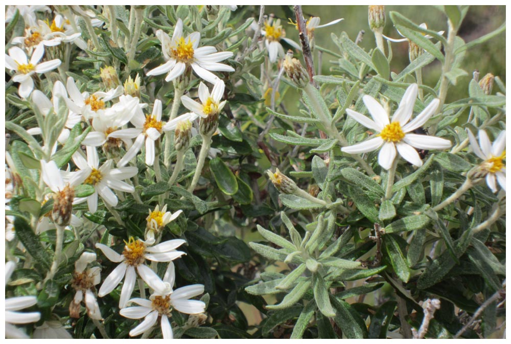 111221b003-Romerillo-Chiliotrichum-diffusum.jpg