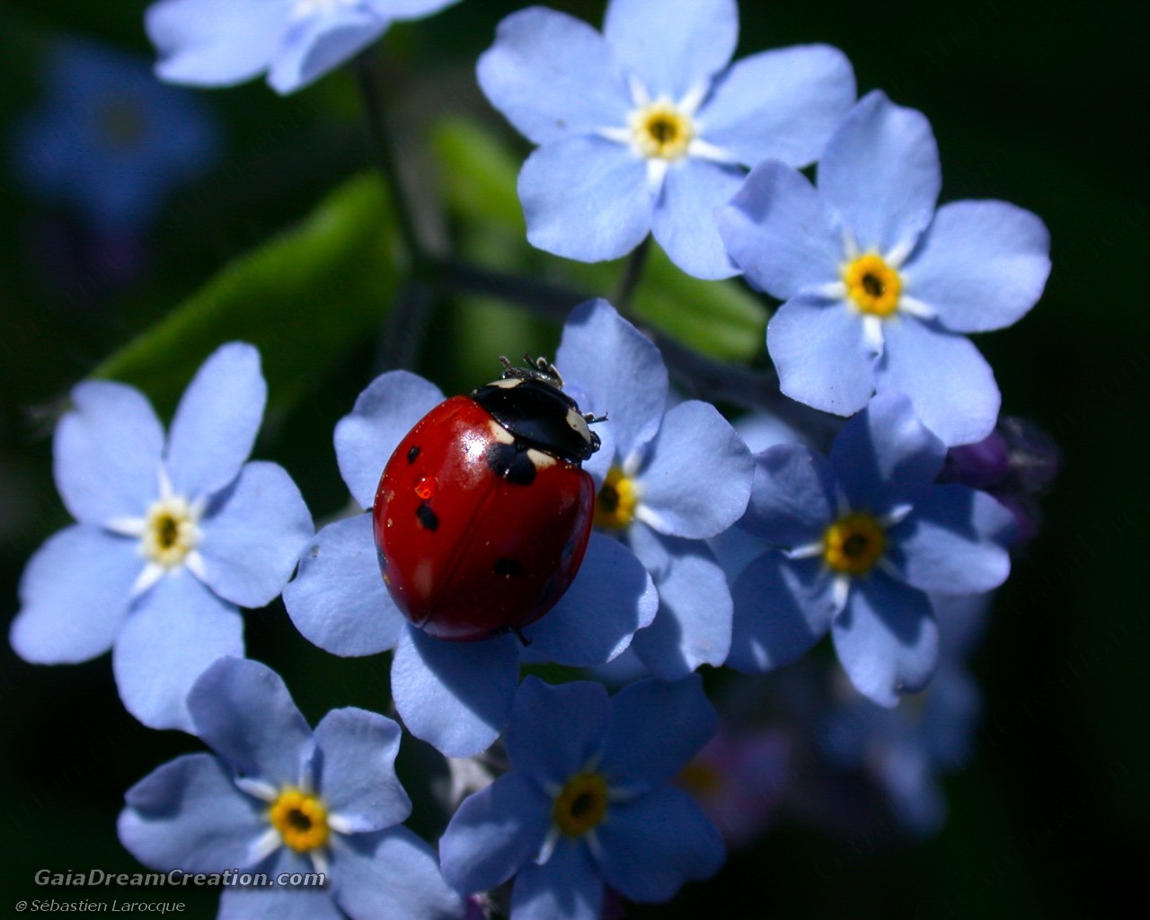 11144-1280x1024-ladybird-on-blue-miosotis%255B1%255D.jpg