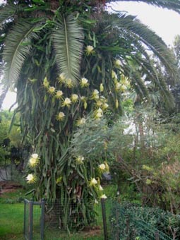 111_palmier_hylo.jpg