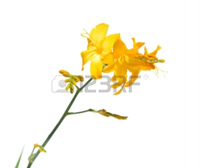 11209311-amarilla-crocosmia.jpg