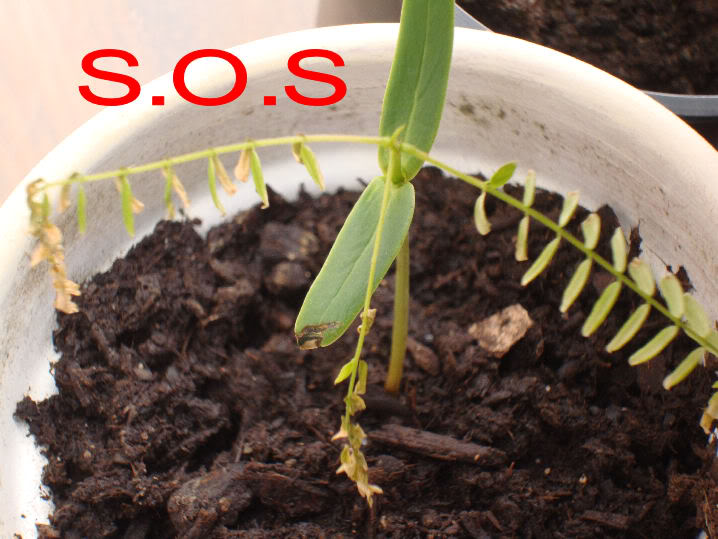 1122009SOS.jpg