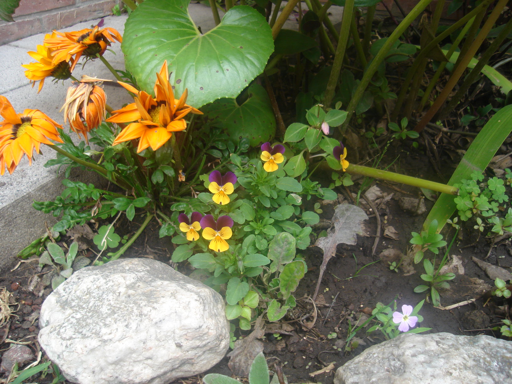 1129236dsc00762.jpg