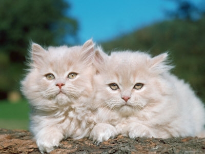 1138984~Two-Persian-Cats-Kittens-Felis-Catus-Posters.jpg