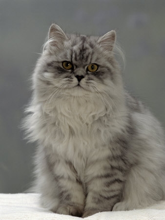 1145059~Domestic-Cat-Silver-Tabby-Chinchilla-Cross-Persian-in-Full-Coat-Posters.jpg