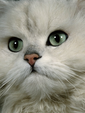 1145077~Domestic-Cat-Chinchilla-Persian-Close-up-of-Face-Posters.jpg