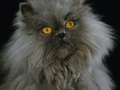 1145092~Domestic-Cat-Blue-Persian-Longhair-Posters.jpg