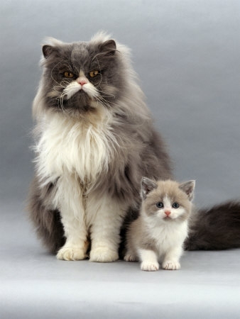1145425~Domestic-Cat-Blue-Bicolour-Persian-Male-with-His-7-Week-Lilac-Bicolour-Kitten-Posters.jpg
