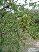 1165844245Condalia_buxifolia_Reissek_031.JPG