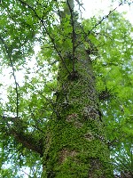 1166029320RMSenna_Gleditsia__amorphoides_035.JPG