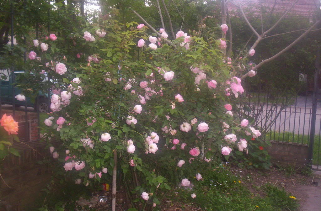 116_2862.jpg