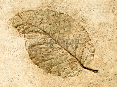 11727777-la-impronta-de-la-hoja-de-aislados-en-el-fondo-de-cemento.jpg