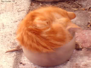 117d8vk.jpg