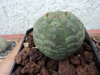 117epn8.jpg