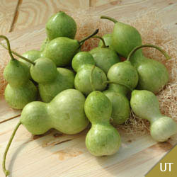 11825ut.jpg