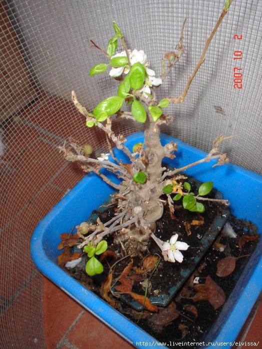 11841454_DSC03568www.jpg