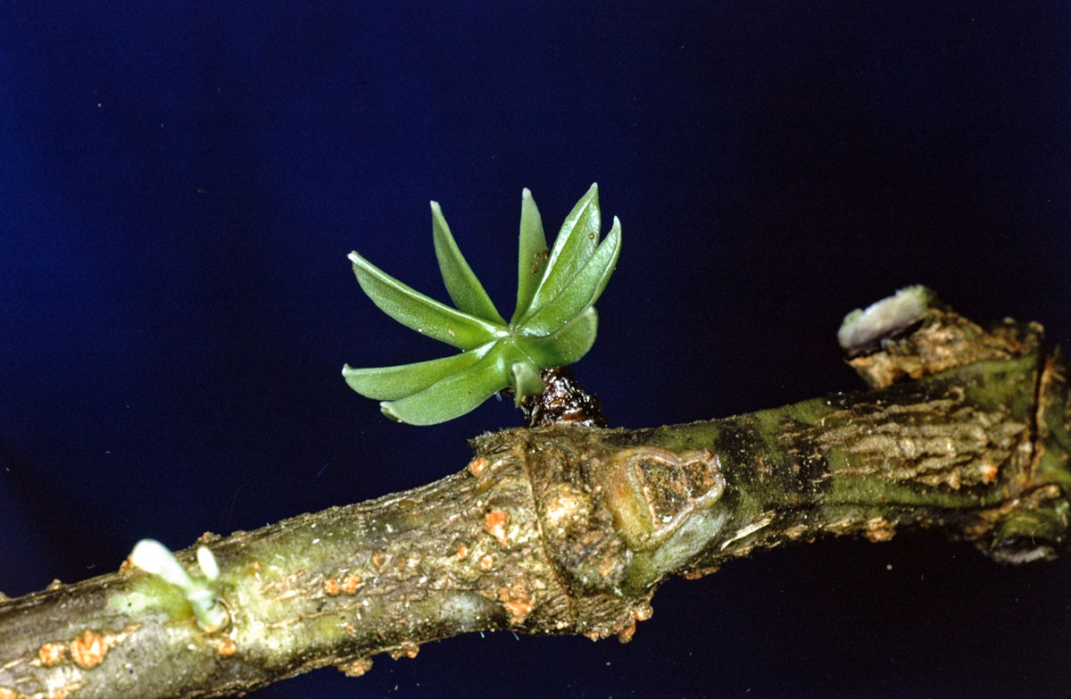 118_PsittacanthusSchiedianus3012.jpg
