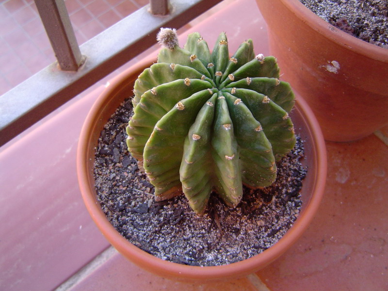 1191_gim.JPG