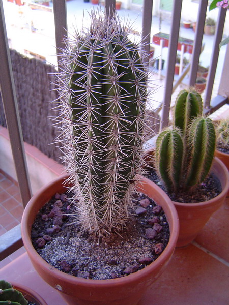 1194_gim.JPG