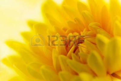 11963215-marco-de-tiro-de-un-crisantemo-amarillo-con-fondo-blanco-se-desvanecio.jpg