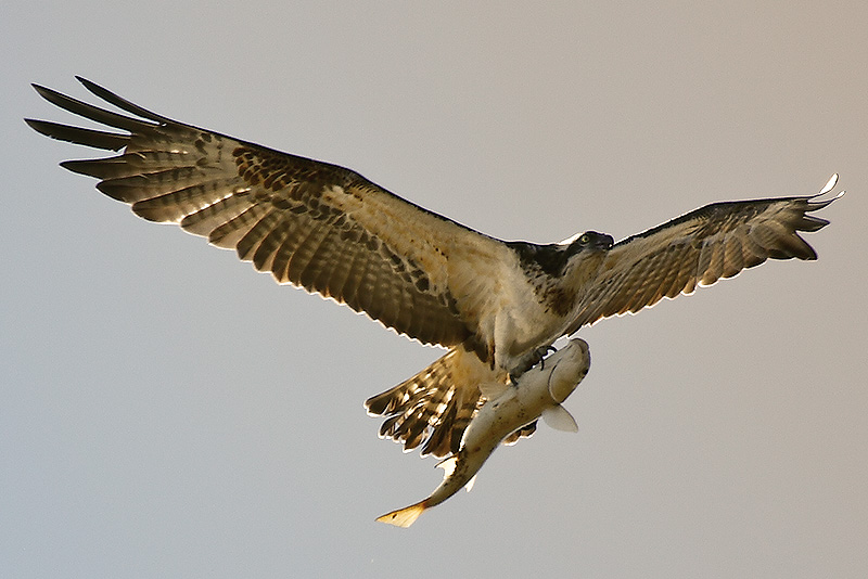 11975595Sb.jpg