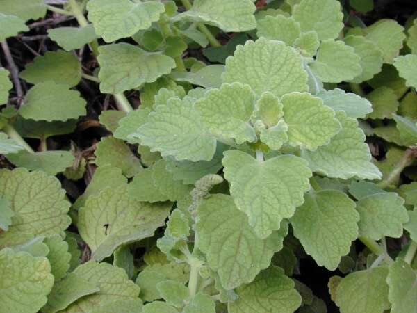 11990-Plectranthus-parviflorus.jpg