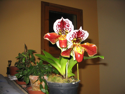 119_1985red.jpg