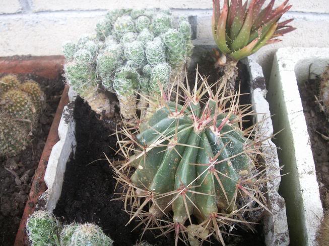 11_cactus.jpg
