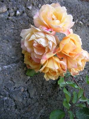 11_diciembre_07_029.jpg
