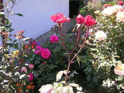 11_enero_07_054.jpg