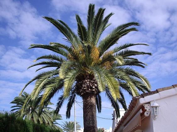 11_Palmera1.JPG