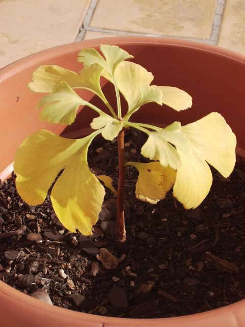 11Ginkgo16-12-07.jpg