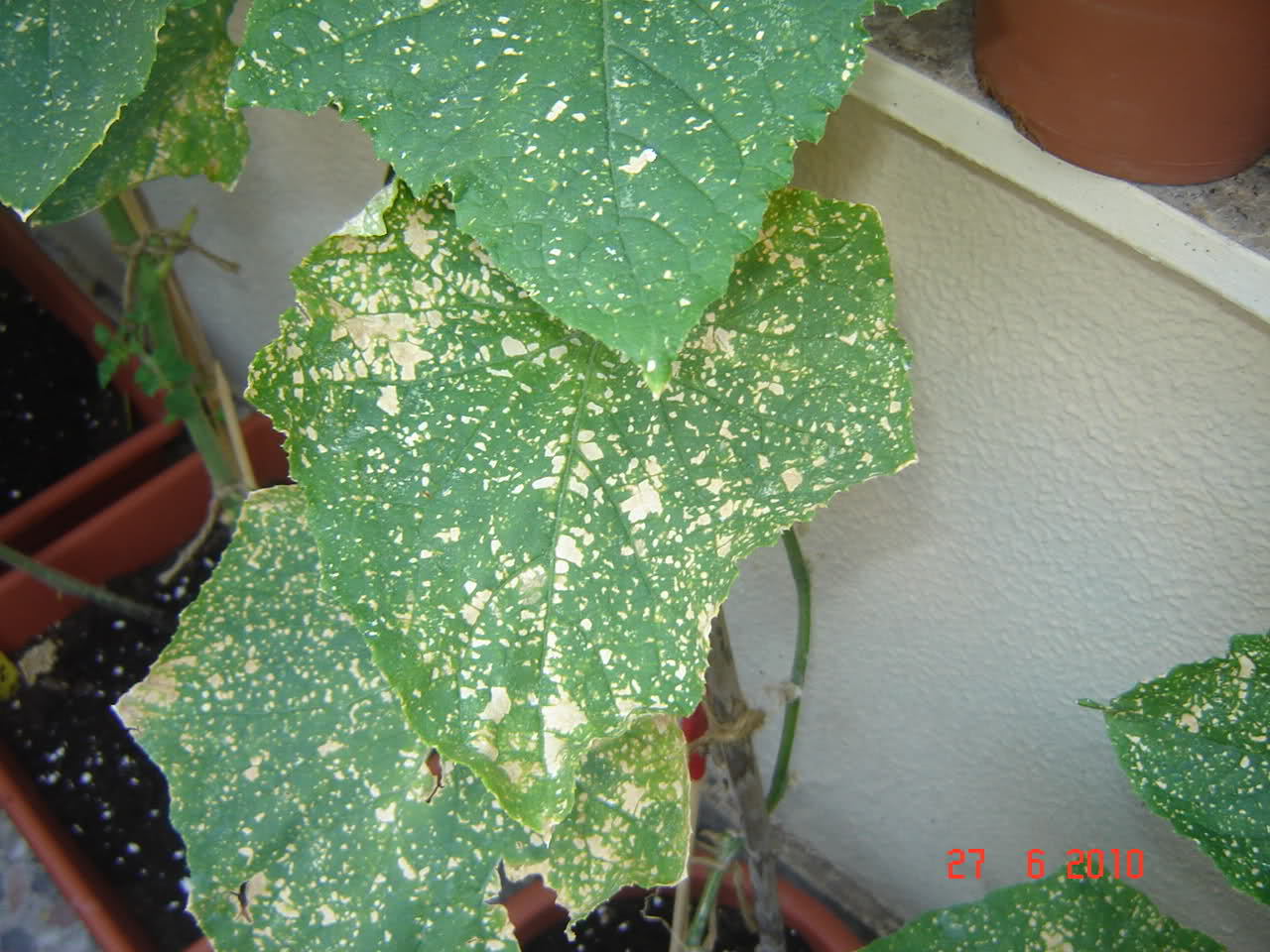 11tpy01.jpg