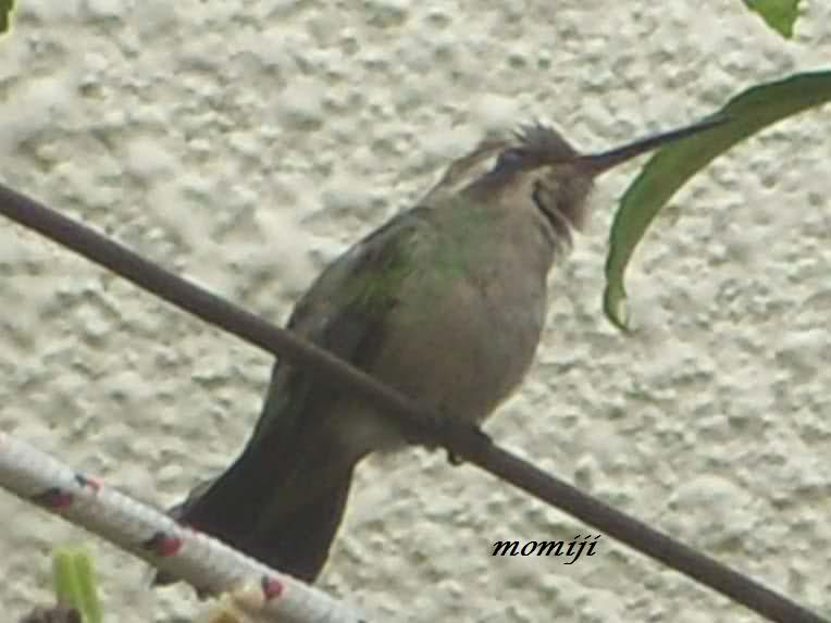 11vjlu9.jpg