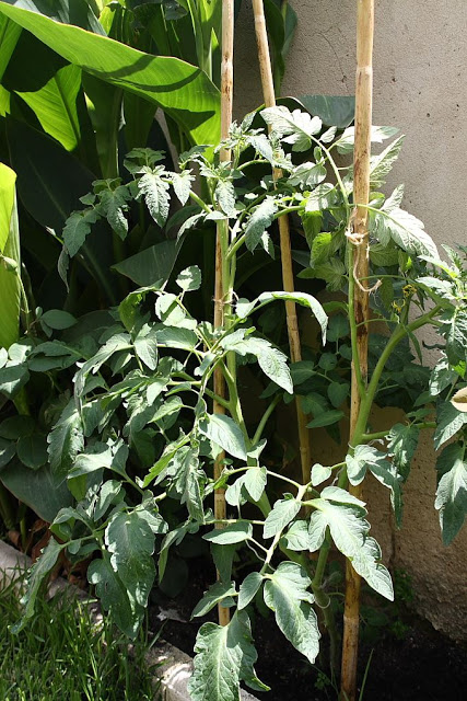 12%252520-%252520Tomates_suelo_1.JPG