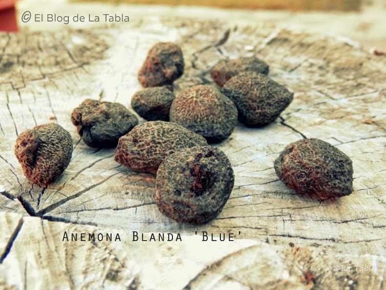 12-Bulbo%2BAnemona%2Bblue-004%5B1%5D.jpg