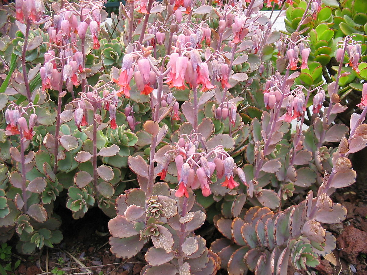 1200px-Bryophyllum_fedtschenkoi_%28Habitus%29.jpg