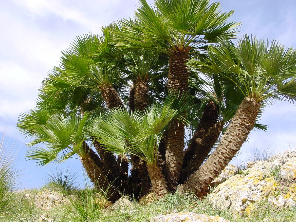 1200px-Chamaerops_humilis_%28Zingaro%29029.jpg