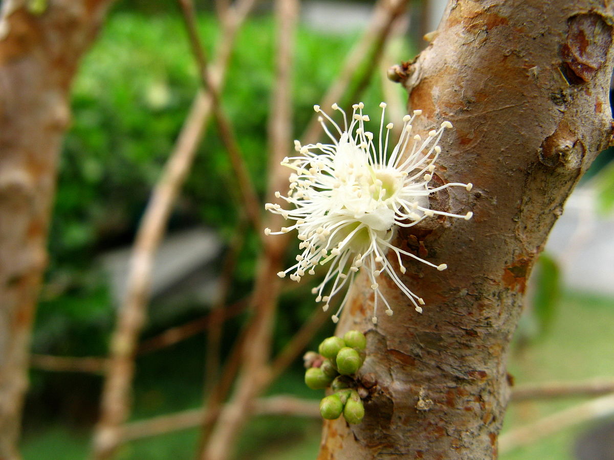 1200px-Flor_de_jaboticaba_%28Myrciaria_cauliflora%29_CASA_de_mam%C3%A2%2C_Sao_Paulo.jpg