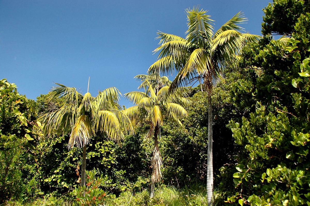 1200px-Howea_forsteriana_Lord_Howe_Island.jpg