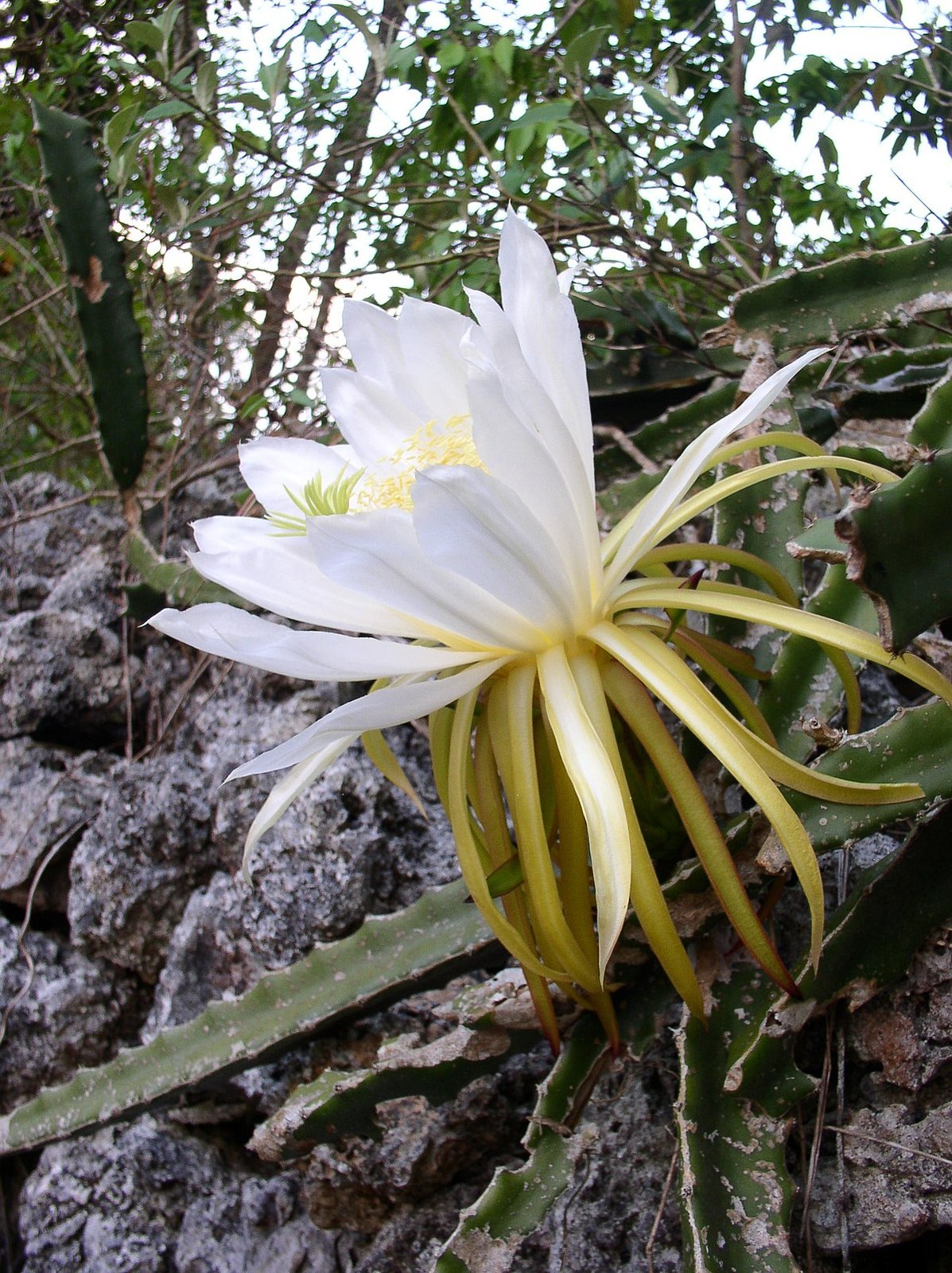 1200px-Hylocereus_triangularis_Rich_Hoyer.JPG