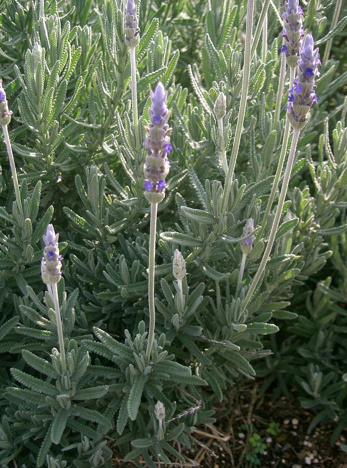 1200px-Lavandula_dentata1.jpg