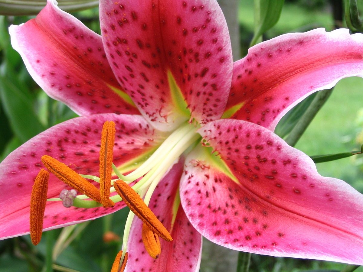 1200px-Lilium_orientalis.jpg