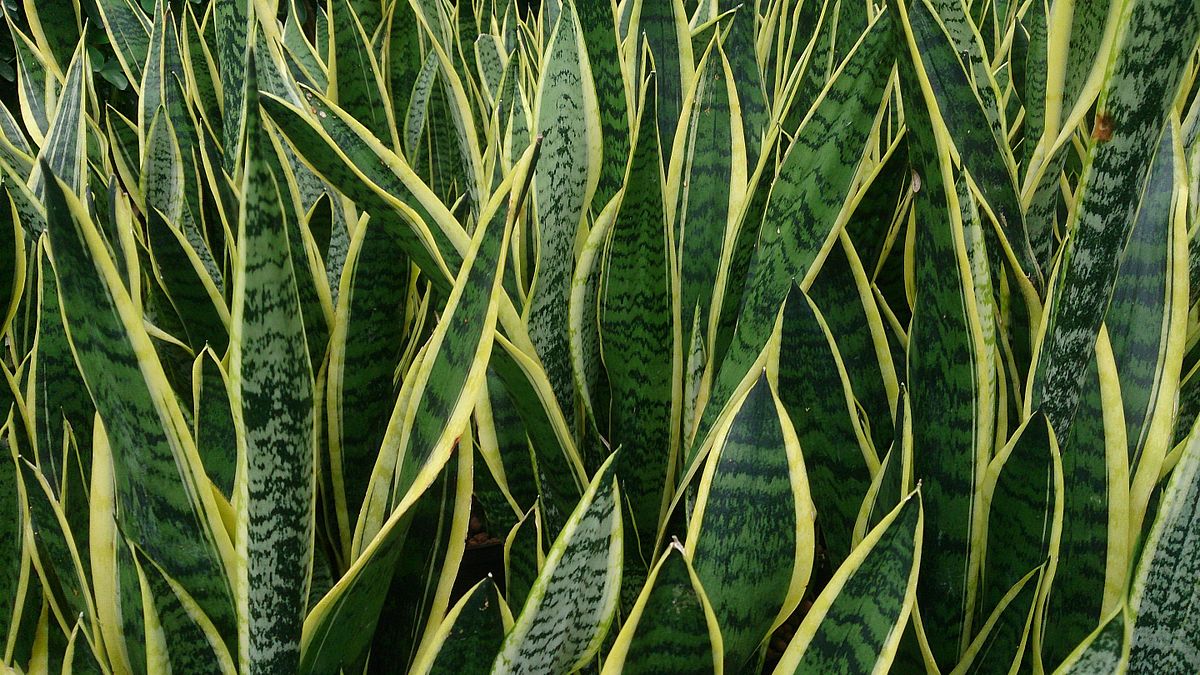 1200px-Snake_Plant_%28Sansevieria_trifasciata_%27Laurentii%27%29.jpg