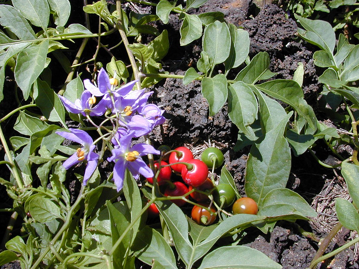1200px-Starr_020323-0062_Solanum_seaforthianum.jpg
